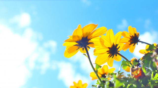 空に向かって伸びる花