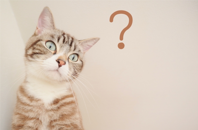 疑問を持った猫の画像